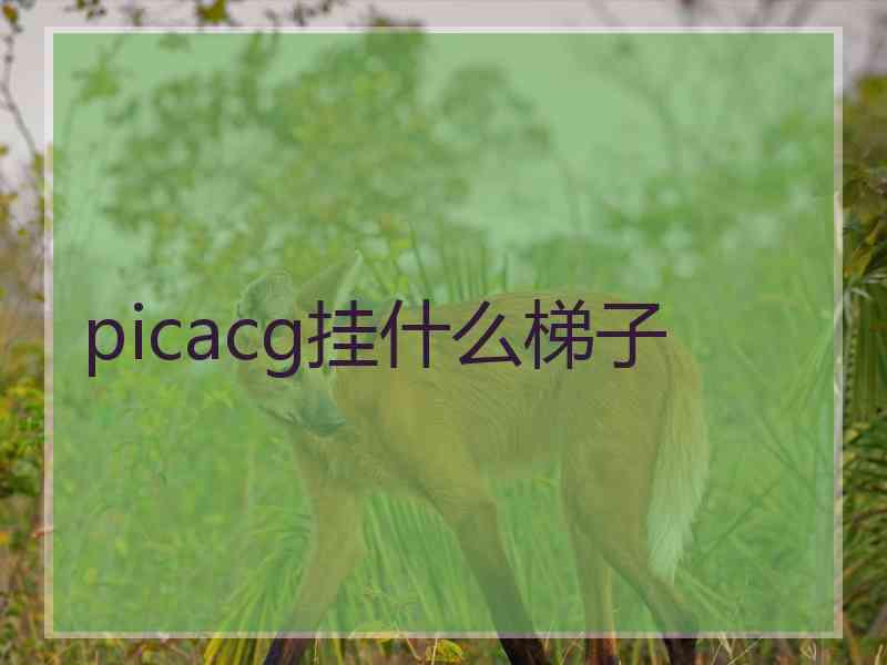 picacg挂什么梯子