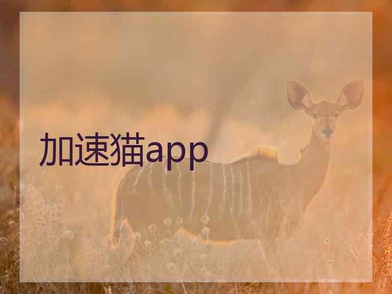 加速猫app