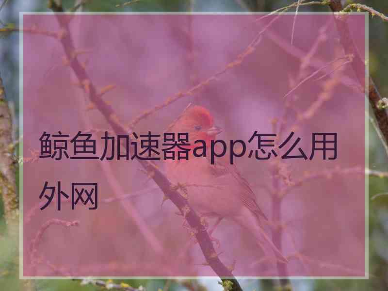 鲸鱼加速器app怎么用外网